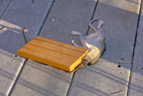 Почему в доме появляются мыши